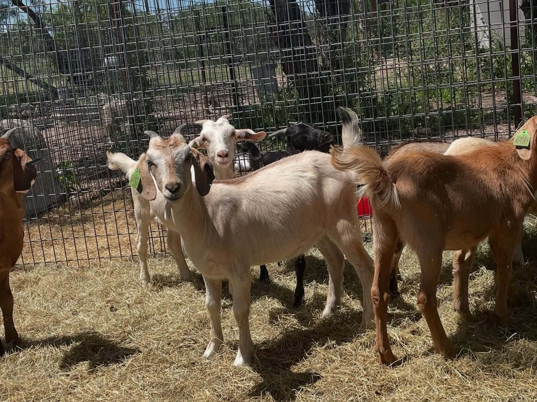 Kiko Goat for Sale | 100% Hardy Meat Goats for Large-Scale Livestock ...