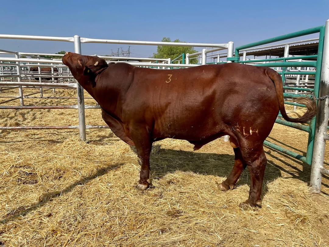 Bonsmara Cattle for Sale