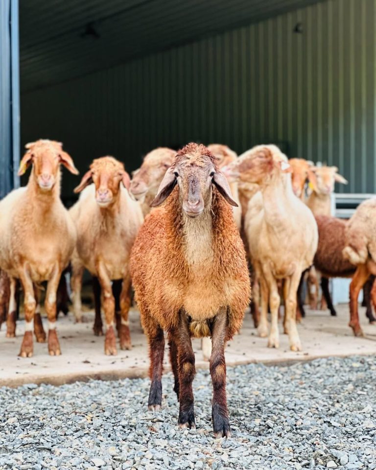 Awassi Sheep for Sale