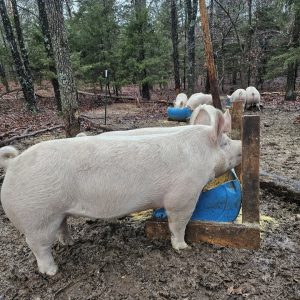 Yorkshire Pigs for Sale