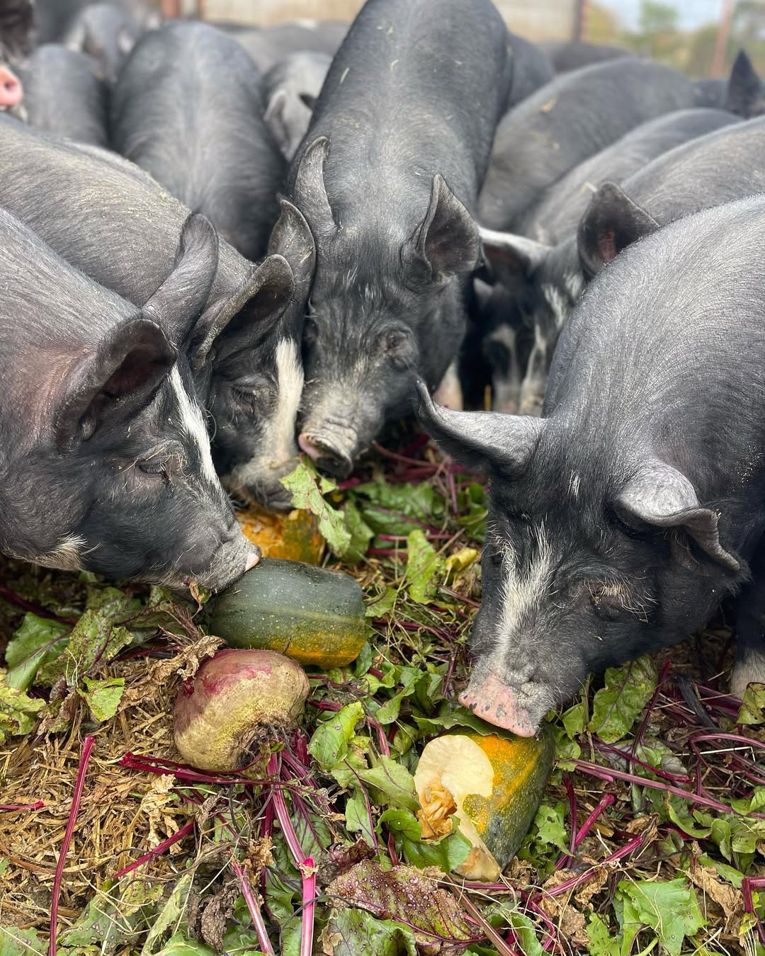 Berkshire Pigs for Sale