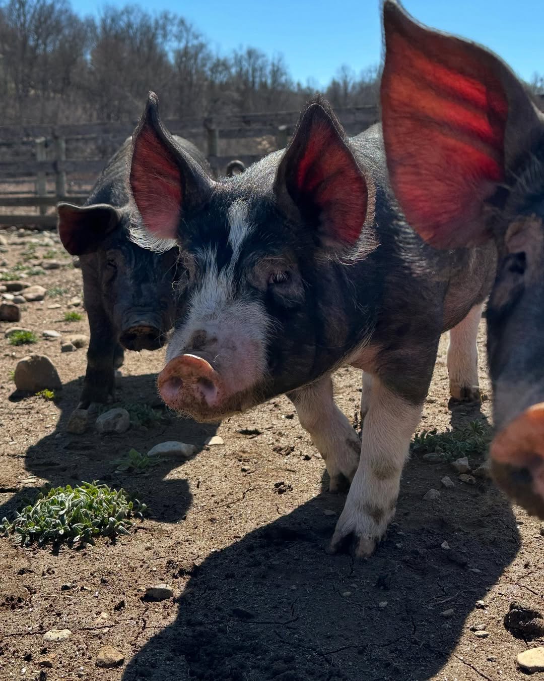 Berkshire Pigs for Sale