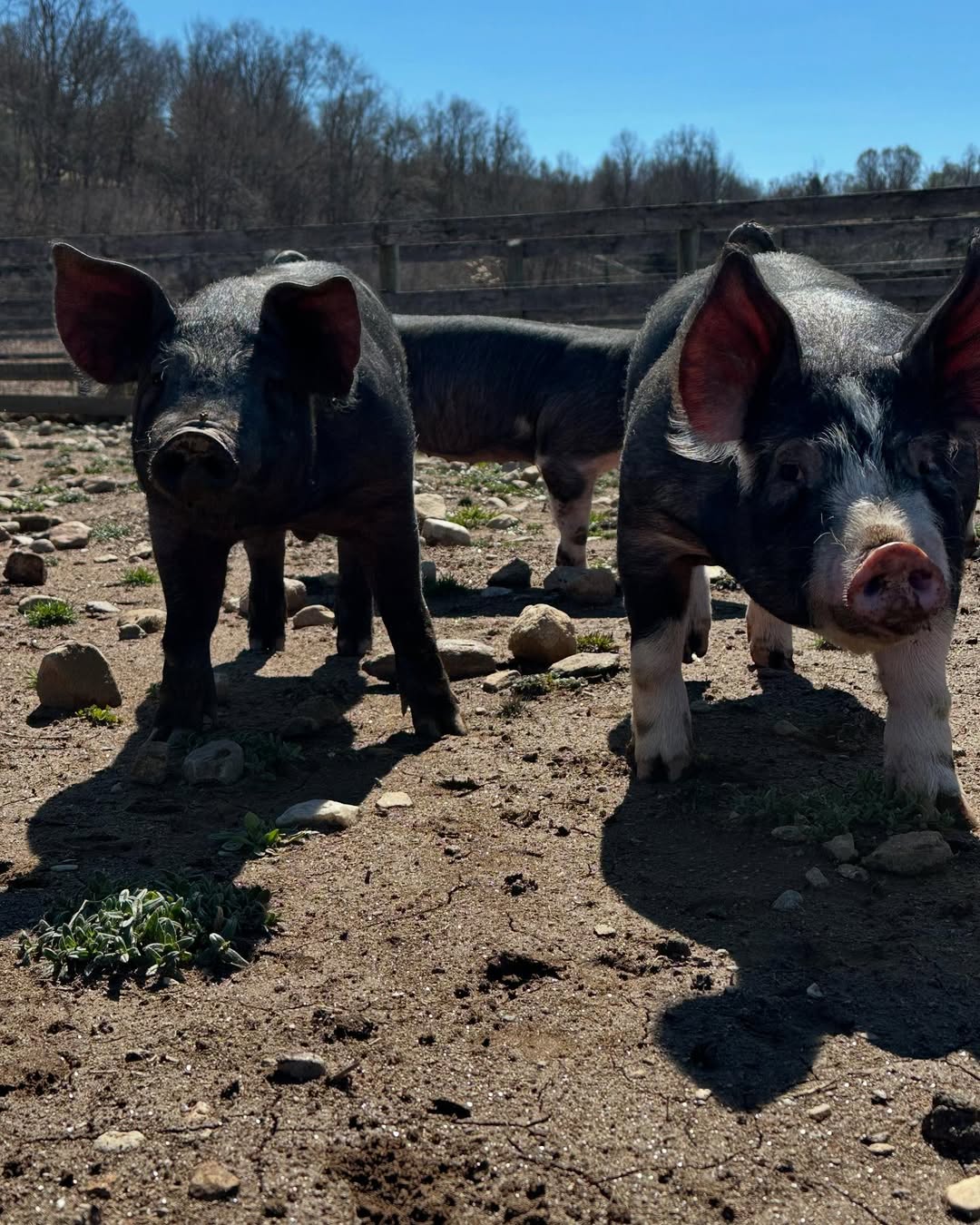 Berkshire Pigs for Sale