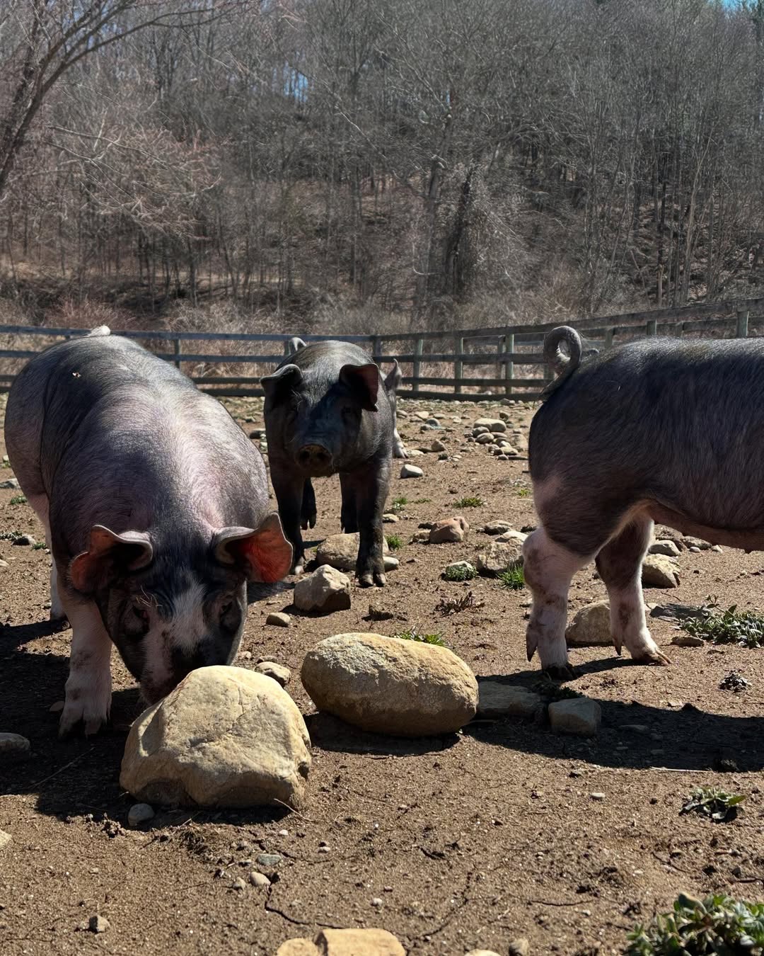 Berkshire Pigs for Sale