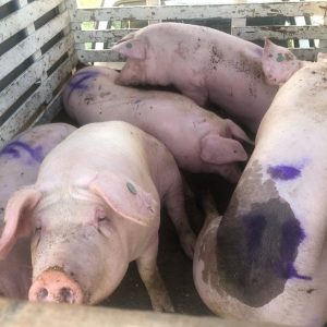 Landrace Pigs for Sale