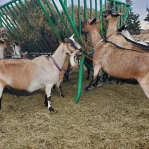 Alpine Goat for Sale